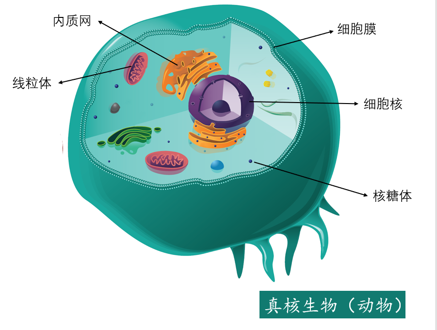 原细菌是真核细胞的祖先吗