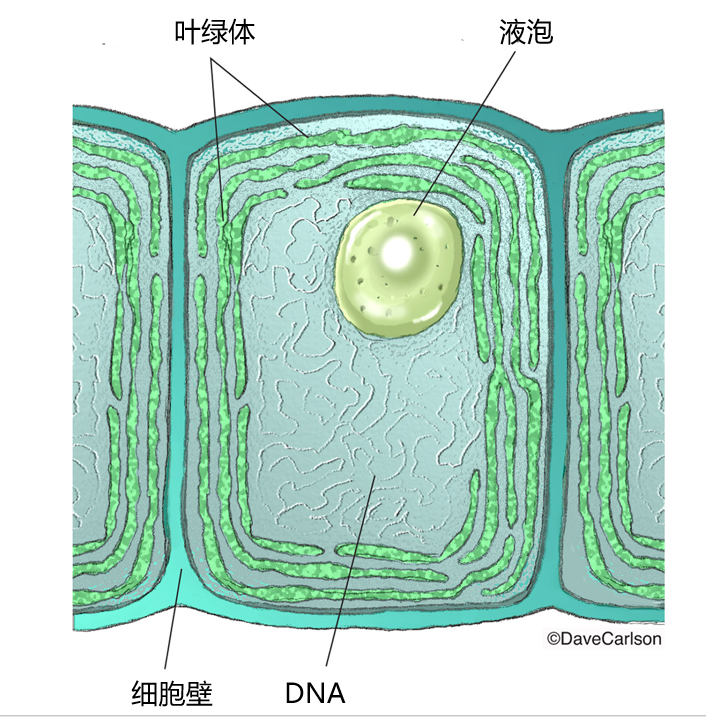 蓝藻结构图 图/davecarlson 有修改