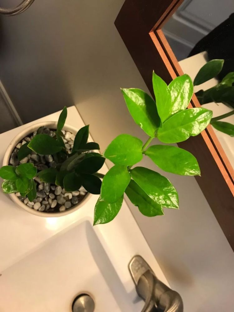 尝试用金钱树的叶片扦插繁殖,叶柄浸泡水里,过些天就长出膨胀根