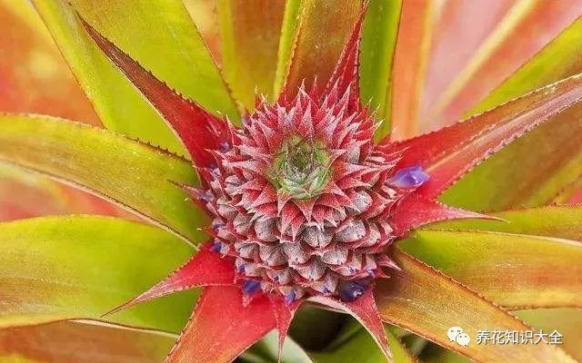 菠萝花,看上去有点像凤梨花,是不是也很艳丽呢