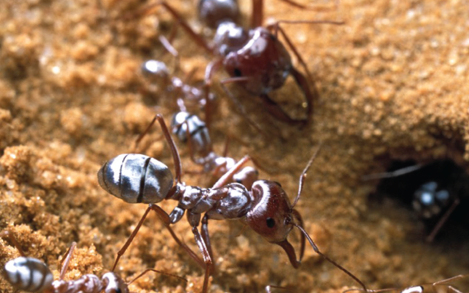 若像蚂蚁般奔跑,博尔特最高时速为八百千米/时