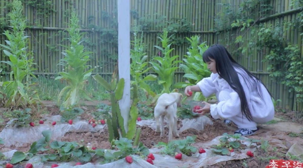 李子柒的后院，终于明白为什么2000万人羡慕她