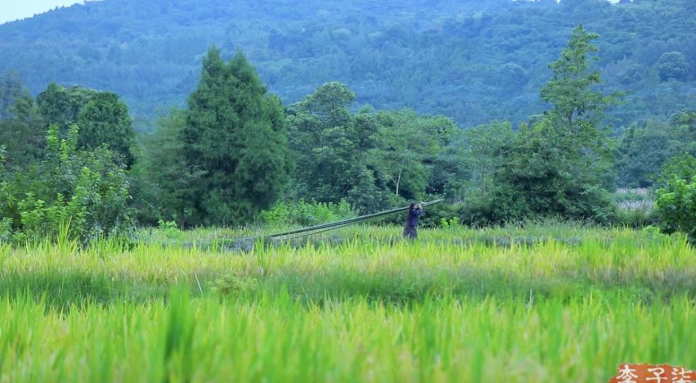 李子柒的后院，终于明白为什么2000万人羡慕她