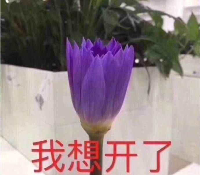 莲花系表情包请查收 / 每天一遍心平气和
