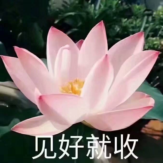 莲花系表情包请查收 / 每天一遍心平气和