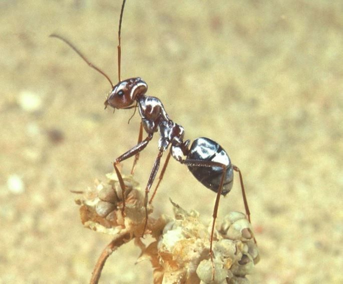 人类完败!世界最快蚂蚁步频超惊人,是"飞人"博尔特的10倍以上