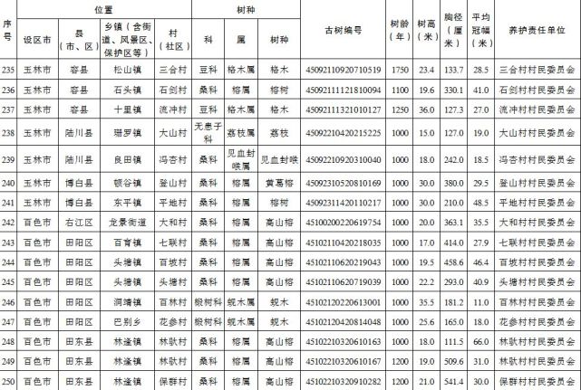 百色市这47棵古树树龄均超千年 列为特级保护古树 百色,百色市,古树,树树