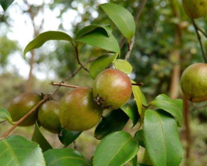 农村很多地方都种植的油茶树是什么?有哪些作用呢?