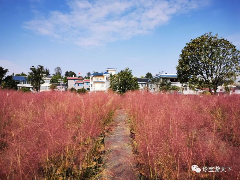 遵义樱花谷及百草园