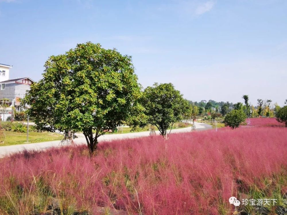 遵义——樱花谷及百草园