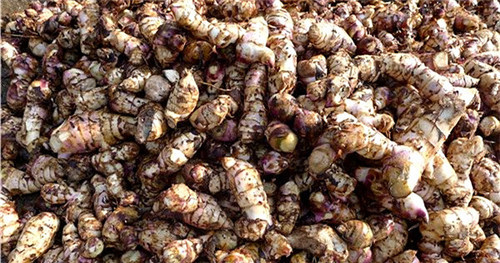 芭蕉芋田间管理4个时期一定要注意