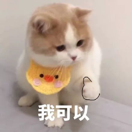 搞笑可爱的猫咪动图表情包,咬你(猫咪动图表情包)