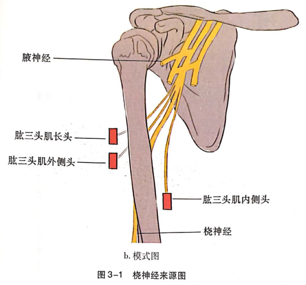 后束沿胸背神经和腋神经继续下行形成桡神经,在腋窝部位于腋动脉后方