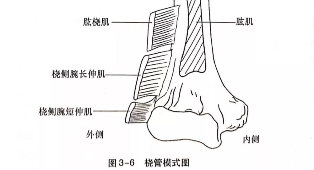 上段走行至肘前窝的过程中依次通过以下3块肌肉形成拱形结构:肱桡肌
