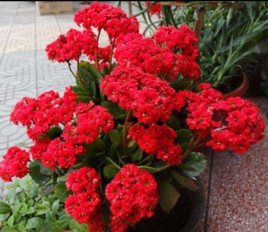 十月养长寿花,3个事项要做好,孕蕾多,开花团簇