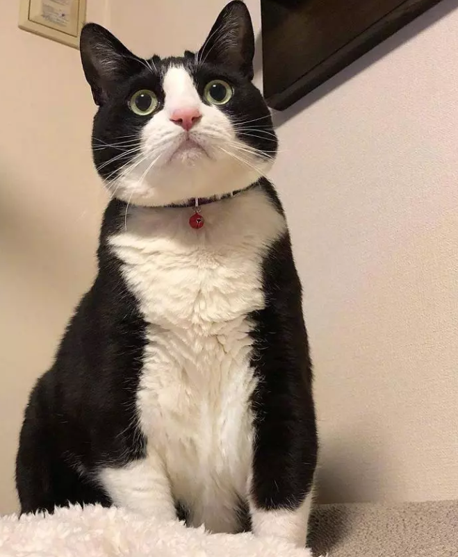 素有"猫界二哈"之称的奶牛猫,胖起来不输橘猫,铲屎官