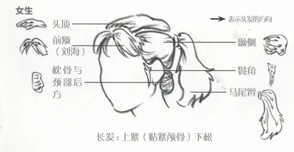 超强干货丨都快考试了,速写头发的刻画要点你还没熟练掌握呢?