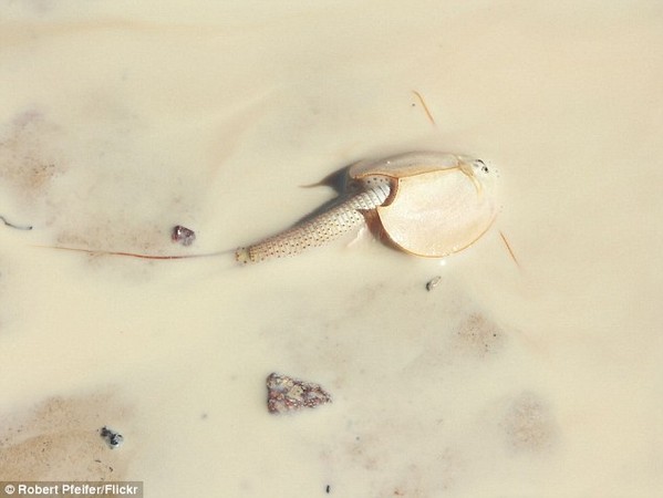 澳大利亚现史前动物盾虾
