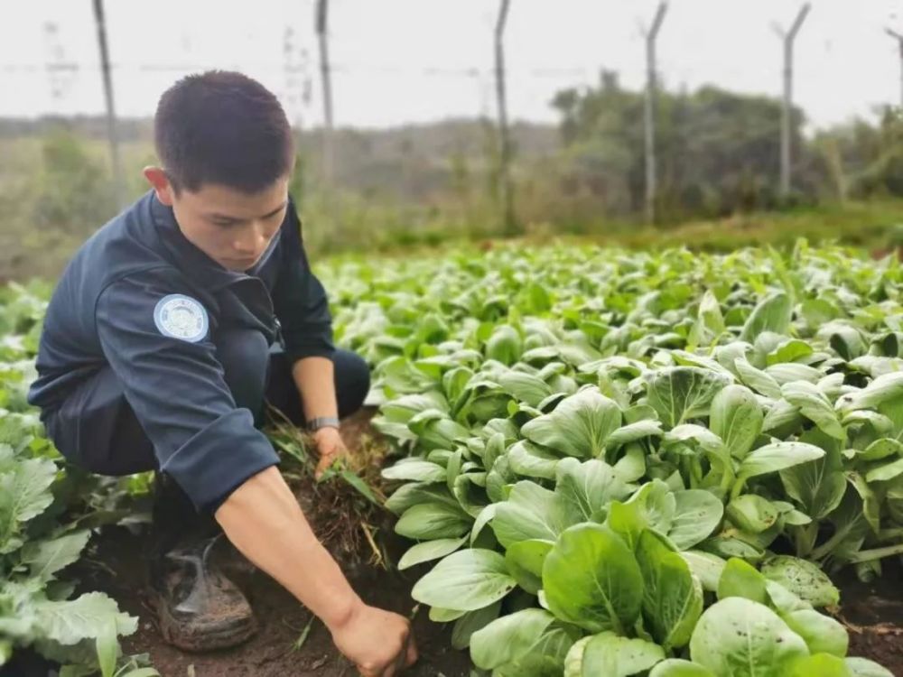 官兵为蔬菜疏土除草