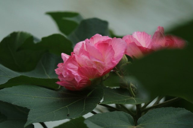 秋日花诗:成都市花木芙蓉