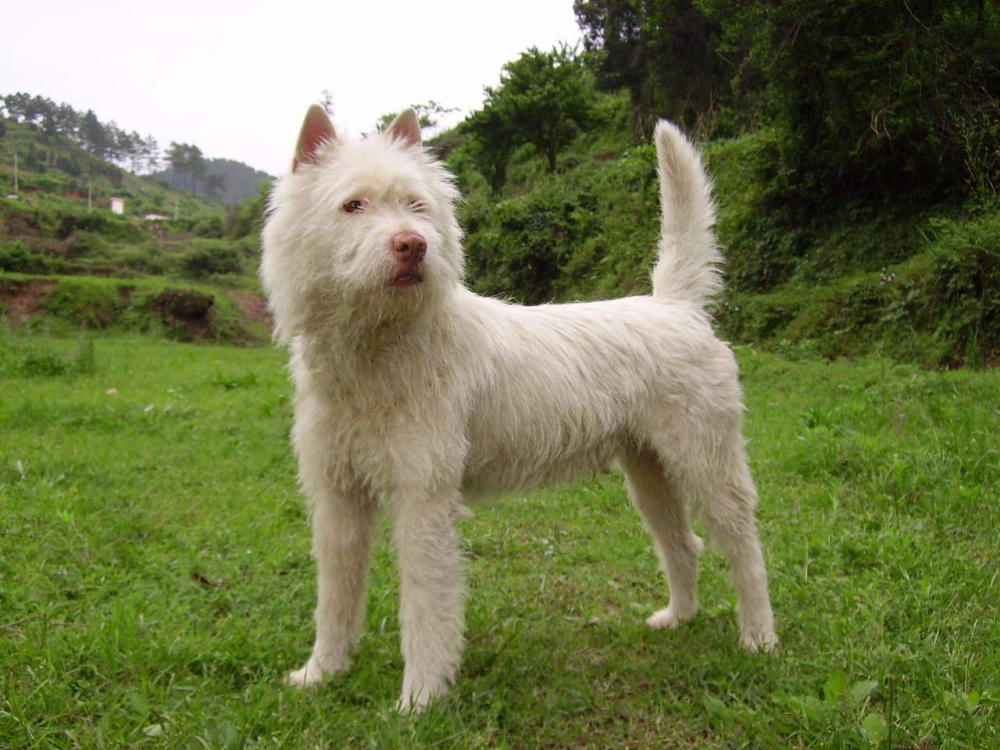 但是在我国被繁殖成今天我们所知的冠毛犬. 下司犬不同于为古