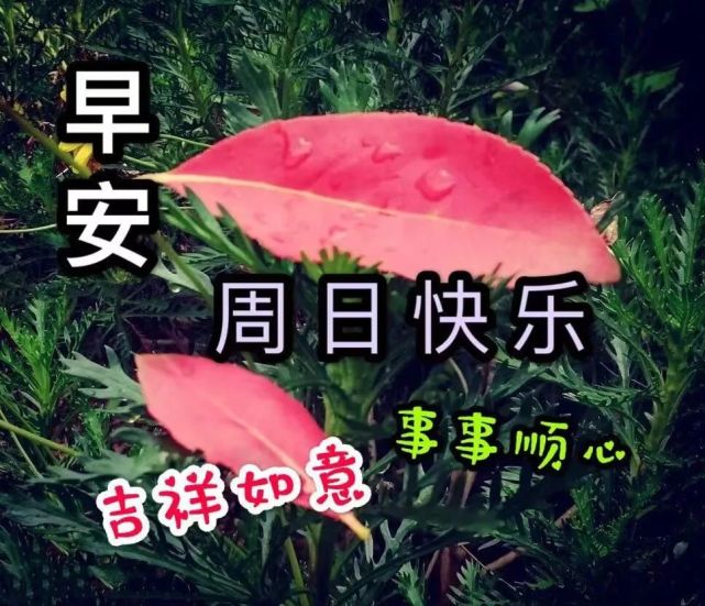 周日早上好问候语 冬季周末早安天冷温馨祝福语好看的动态图片带字