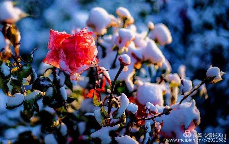 【木垒颜色】红花裹雪初冬至,雪中看花分外妖