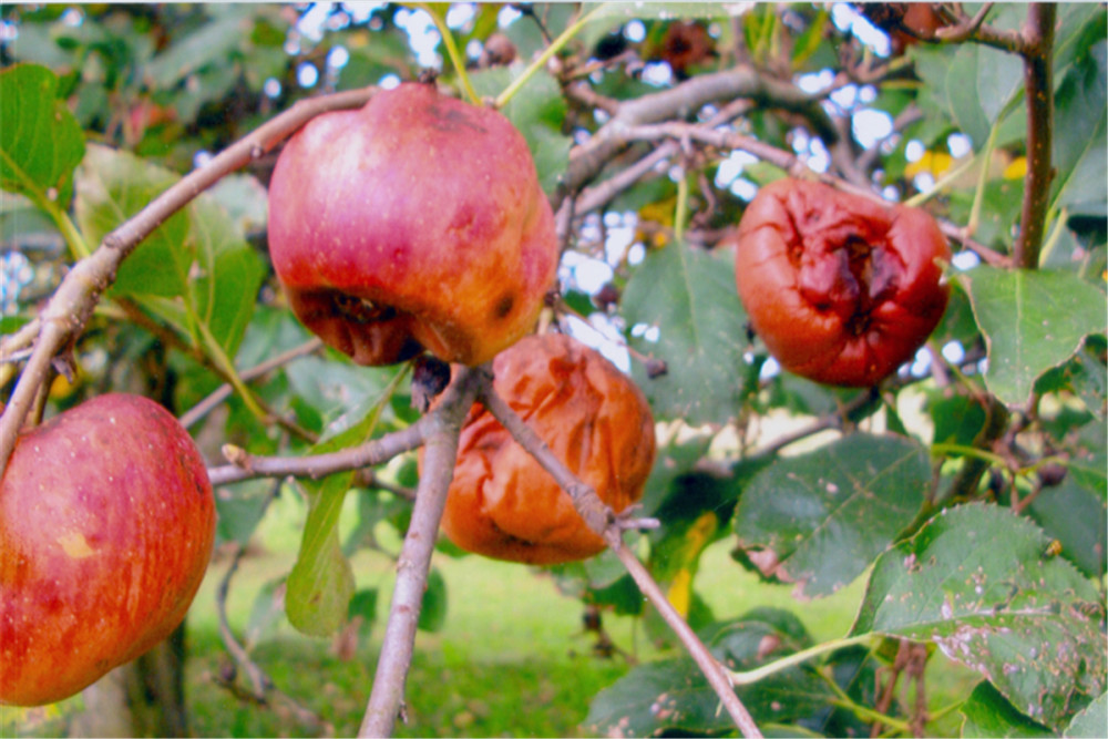 英国脱欧导致东欧工人稀缺5000万颗苹果烂在地里