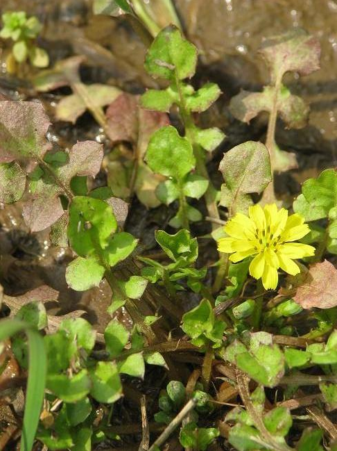 荒野维生野菜系列—稻槎菜