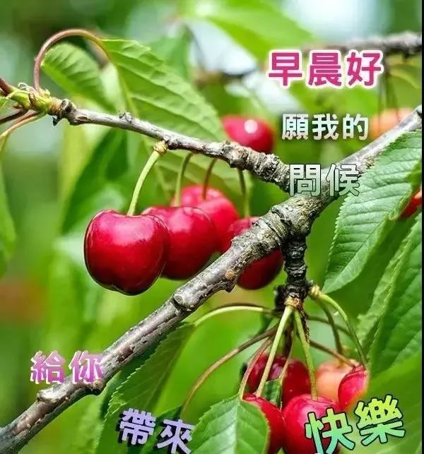 群发早上好温馨漂亮祝福语美图,早安带字带祝福语图
