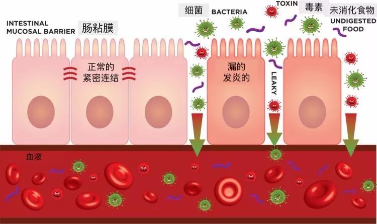 然而,除了可吸收的营养物质以外,肠黏膜还面临大量的外部抗原,包括