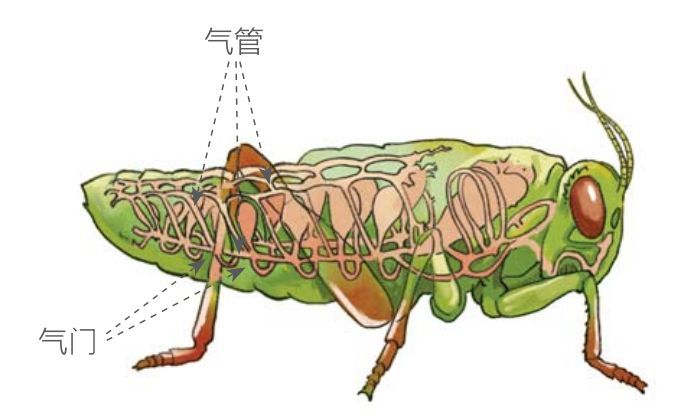 昆虫的气门在功能上很全面,它不仅能根据需要任意开闭,还有专门负责