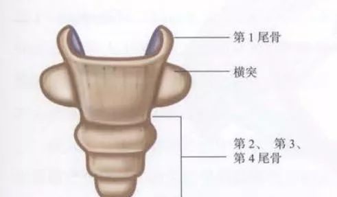 经典高清图解:骨盆周围详细解剖