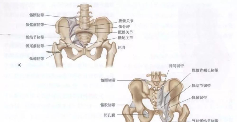 经典高清图解:骨盆周围详细解剖