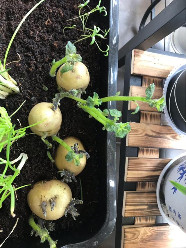 阳台种土豆,一个泡沫箱就可以搞定,让你变种菜达人
