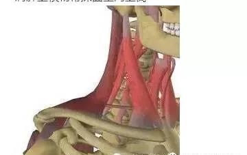 坐骨神经和肩胛上神经体表定位