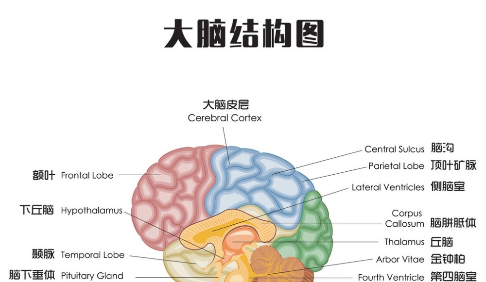 激活儿童大脑高速运转的三个方法:运动,阅读和游戏!