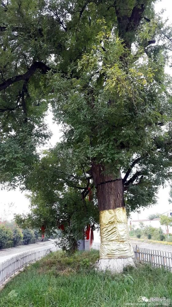 兴平子孝村,《天仙配》里的那棵老槐荫树你见过吗?