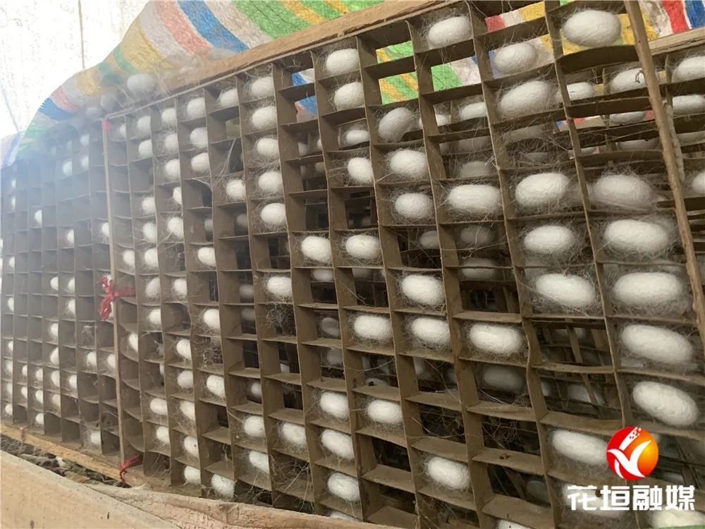 花垣今年最后一季晚秋蚕陆续上簇结茧