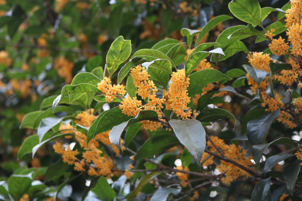 路边的桂花树