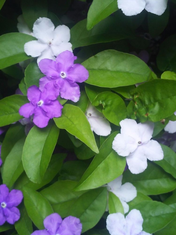 养了鸳鸯茉莉几个月后,花朵越开越少,就是因为乱浇水和没给肥