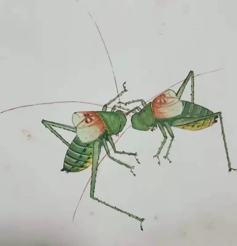 郝丹红‖难忘老爸画蝈蝈