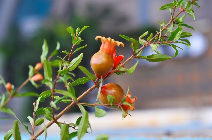 秋季石榴花如何管理?