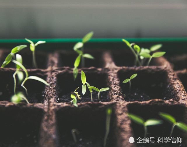 棉花种子在月球上发芽,最终却仍是难逃死亡,月球为何