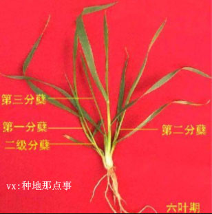 小麦植株地下茎不生长,茎节上分枝,这种现象叫分蘖,分蘖芽的顶端生长