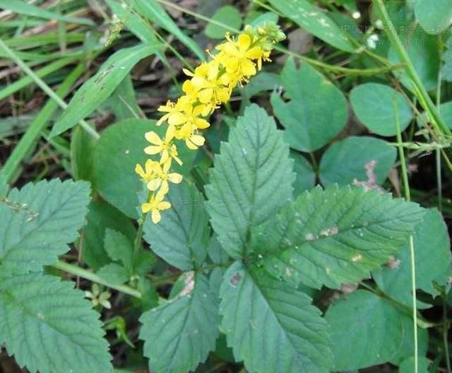 誉为"神草"的龙芽草,有抗癌的作用,是明目止血"特效药