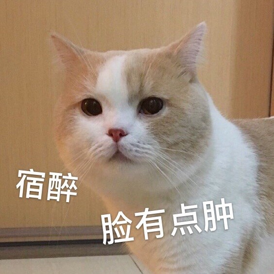 搞笑表情包宿醉本猫咪的脸都有点肿起来了