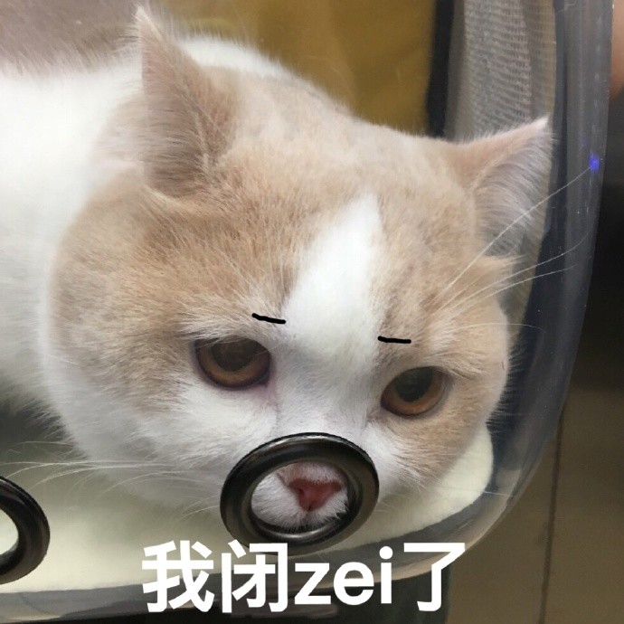 搞笑表情包:宿醉,本猫咪的脸都有点肿起来了!