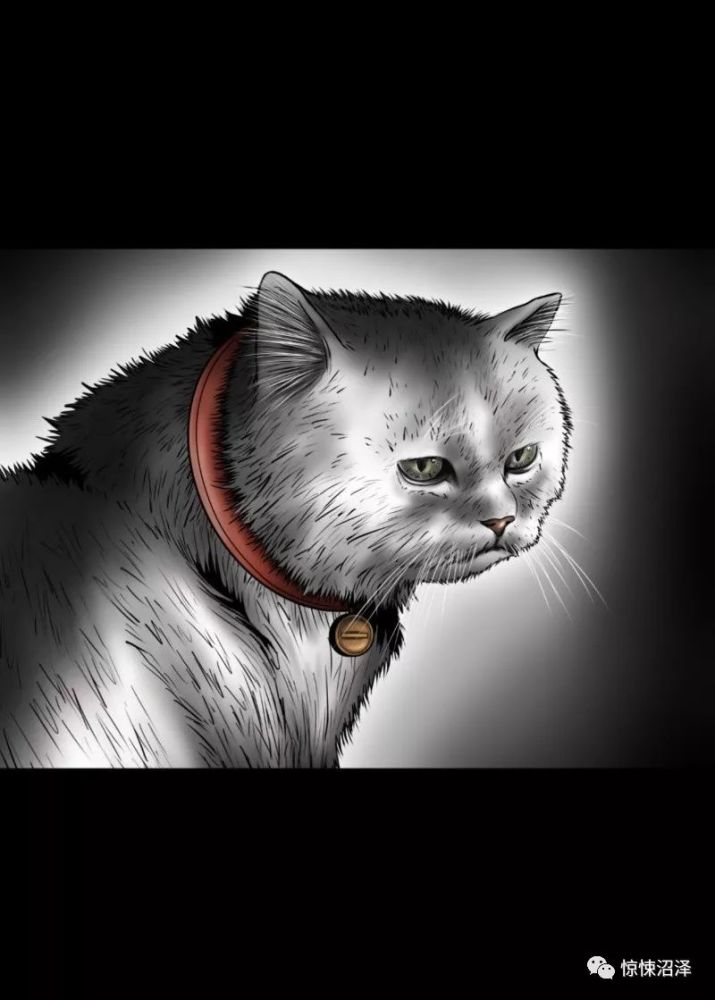 『短篇惊悚』深夜对着家中怪叫的诡异猫咪