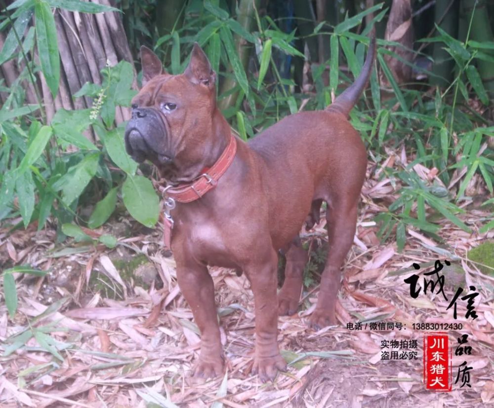 中国川东猎犬简介 川东猎犬又称重庆猎犬,重庆犬,邻水狗,足狗,合川狗